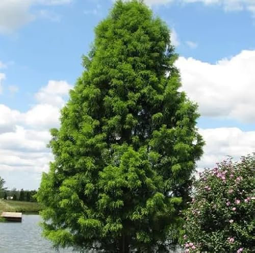 Fresh 50Pcs Green Cypress Tree Seeds