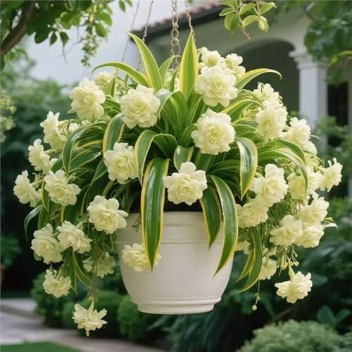 ragnopiante - Chlorophytum comosum ufficio giardino d'appartamento esotiche Aiuole rialzate 3piante