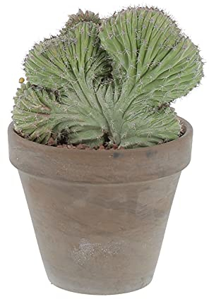KENTIS - Polaskia Chichipe Huppée - Cactus - Plantes Grasses Vertes Naturelles d'Intérieur - H 20-30 cm Pot en Terre Cuite Ø 14 cm