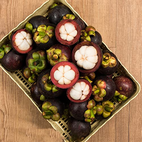 mangostansamen zwergobstbäume zimmerbonsai bonsai hochbeet balkon obstsamen deko büro dachbegrünung zimmerpflanze pflanztopf hochbeett exotische zimmerpflanzen bohnenkraut 50samen