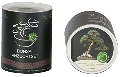 Seedeo Bonsai Geschenk - Set Japanische Schwarzkiefer (Pinus thunbergii)