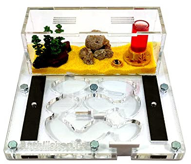 ANTHILLSHOP Ant Farm - Ameisenfarm mit Deckel | Schaumstoff-Feuchtigkeitssystem | Free Ameisen enthalten