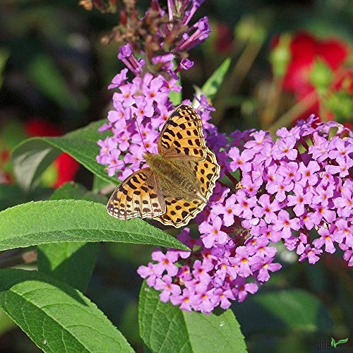 Sommerflieder Buddleja davidii Schmetterlingsstrauch im P9 Topf Ile de France 15-20 cm