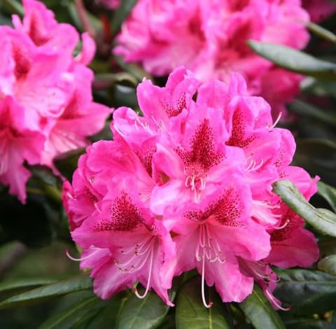Fresh 100pcs Pink Rhododendron Flower Seeds