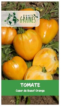15 Graines de Tomate Cœur de Bœuf Orange Variété Ancienne, Grosse et Charnue Saveur Douce Exceptionnelle Semences Reproductibles.