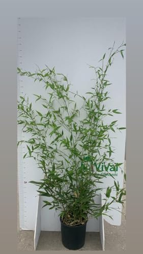 N. 2 PIANTE DI BAMBU' phyllostachys aurea  altezza 160/180cm in vaso 24 cm
