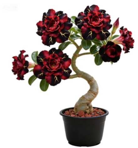 Rosa del deserto/miste/Radici selezionate di hosta/resistenti al freddo e alla siccità/adatte per la decorazione di giardini e balconi【NVNJHJN】-1 bulbi-A