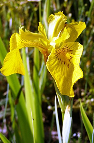 2er-Set - winterhart - Iris pseudacorus 'Variegatus' - Staude des Jahres 2016 - gestreifte Sumpfschwertlilie - Wasserschwertlilie, gelb - Wasserpflanzen Wolff