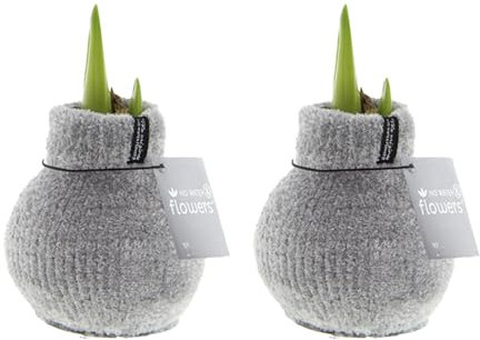 Bloomique - 2er Set - Cozy Grau - Amaryllis in Wachs - No Water Flowers - Blumenzwiebel in Wachs - Weihnachtsgeschenke und Deko - 15cm hoch bei Lieferung - Wächst zu 40-60 cm