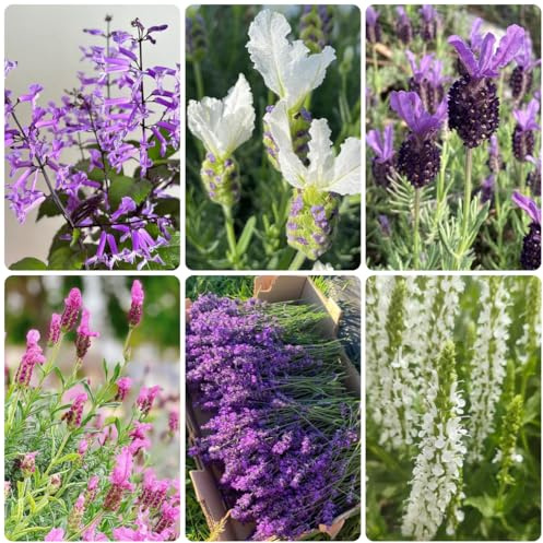 Semi resistenti di lavanda, decorazioni giardino per esterno, lavanda biologici di perenni, aiuole rialzate 15pcs