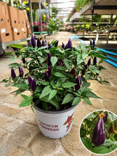 POWERS TO FLOWERS - CAPSICUM BLACK SOMBRERO, PEPERONCINO, VASO 13CM DIAMETRO, pianta vera
