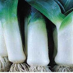 KINGS SEEDS: LEEK EXHIBITION, POT