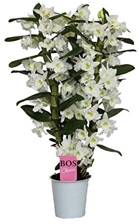 Orquídea Dendrobium Blanco Natural Planta Decorativa de Grandes Flores