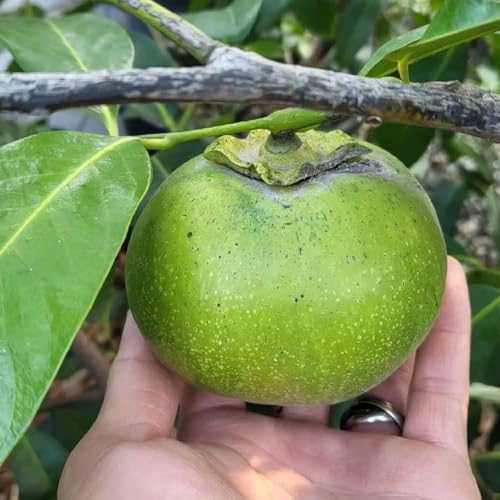 Semi di cachi - da balcone per luoghi soleggiati serre da balcone giardino roccioso frutto frutto colonnari nani, resistenti comprare frutteto 30pcs