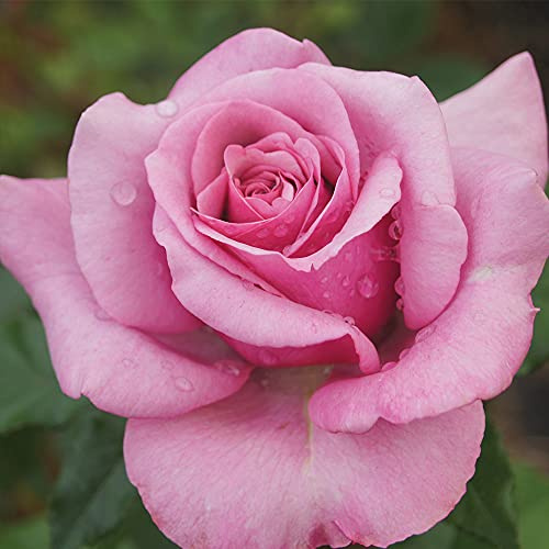Heirloom Hybrid Tea Roses, Live Own Root Plant for Outdoor Garden, Purple Fragrancia™, Exceptionally Fragrant, Hardiness Zones: 6-10, Continual Blooming