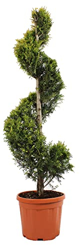 KENTIS - Cupressocyparis Leylandii Gold Rider - Spiral Zypressen - Echte Pflanzen für Garten - Balkon Pflanze - Hoch 140-160 cm Topf Ø 30 cm