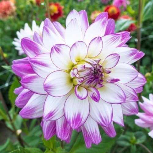 Dahlia Bulbs,Dahlia Tubers,Dahlia Tubers UK(Plant Bulbs,Garden Flowers,Wedding Flowers,Hardy Perennial,Ornamental Flowers)-4bulbs-d