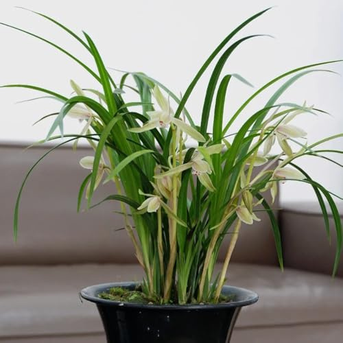 semillas de orquídeas, exóticas resistentes interior balcón 800pcs
