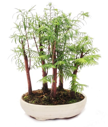 Exotenherz - Outdoor-Bonsai Metasequoia glyptostroboides kleiner Wald mit 5 Pflanzen