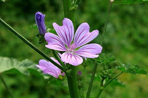 Wild Flower Common Mallow Malva sylvestris 200 Seeds Pink Flowers Garden