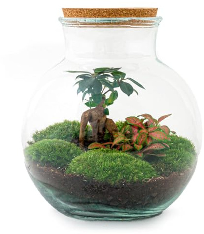 Jardín de botellas DIY Teddy Bonsai – Terrario Ø 25 cm x altura 26,5 cm – Terrario de plantas DIY – Mini ecosistema autosuficiente – para el hogar y la oficina
