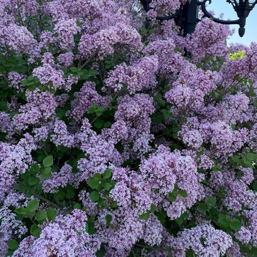 Semillas de lila, variedades antiguas de jardín de rocas resistentes de semillas de para invitados decoración para lugares 180pcs