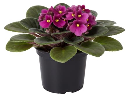 Saintpaulia Ionantha Violeta Africana para Cocina o Salón DECOALIVE Diámetro Ø 12 cm Altura 20 cm