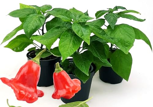 POWERS TO FLOWERS - PEPERONCINO CAPPELLO DEL VESCOVO RED BIO, 3 PIANTE, Vaso 10cm, piante vere