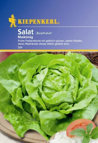 Salat Kopfsalat Maikönig