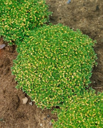 Thymus x citriodorus 'Bertram Anderson' 9x9 cm Topf – Winterhart, Immergrün, Mehrjährig – Zitronenthymian – Kräuterpflanze für Beet & Balkon