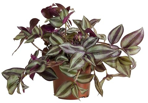 Bloomique - Tradescantia Violet Hill - Plante d'intérieur - Plante suspendue - Purificateur d'air - Facile d'entretien - 10-20 cm de haut - Pot 12 cm