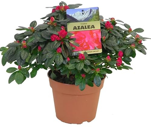 Azalea Natural Viva Planta con Flores Llamativas para el Jardín o el Interior