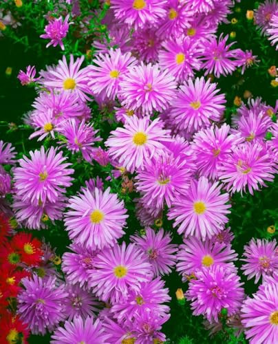 Aster novi-belgii 'Karminkuppel' 9x9 cm Topf – Winterhart, Mehrjährig, Pflegeleicht – Herbstaster – Beetstaude für Garten & Rabatte