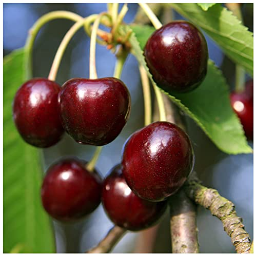 'Early Rivers' Cherry Tree 3-4ft, in a 6L Pot, Ready to Fruit,Large Dark Juicy Cherries 3fatpigs®