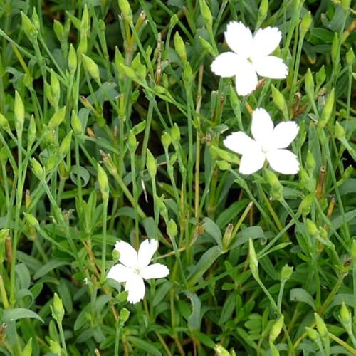 6 x Heidenelke Albiflorus - Dianthus Deltoides 'Albiflorus' Topf 9x9cm: Weiße Blüten, bodendeckend, hervorragend für Trockenmauern und Steingärten.
