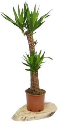 Planta de Yucca Elephantipes de 100cm 2 Troncos - Belleza Natural y Saludable para tu Hogar