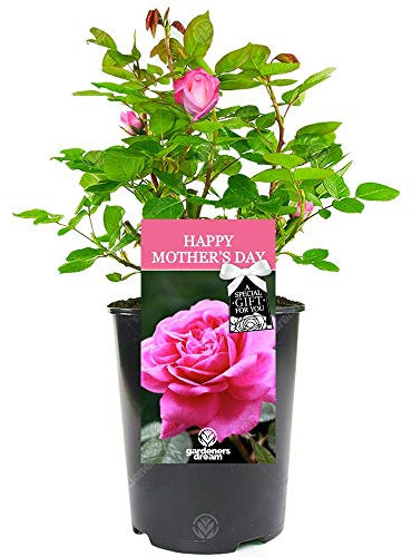 Happy Mother's Day Rose - Gift for Mum - Celebrate Mother's Day with a Unique Living Plant Gift