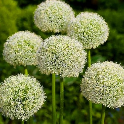 Allium winterhart - Allium giganteum - Echte Funkien mit rhizome, ideal zum Kaufen für Ihren Garten-4Pcs-B