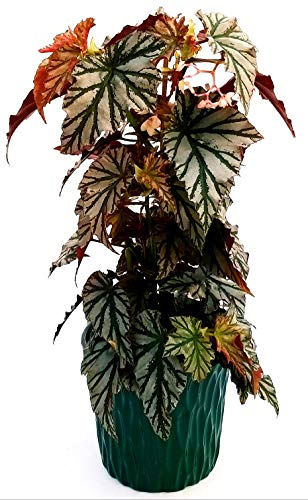 POWERS TO FLOWERS - BEGONIA REX BLAD OVERING HIGHWAY, IN VASO CERAMICA VERDE CON SPATOLATURA IN RILIEVO, pianta vera