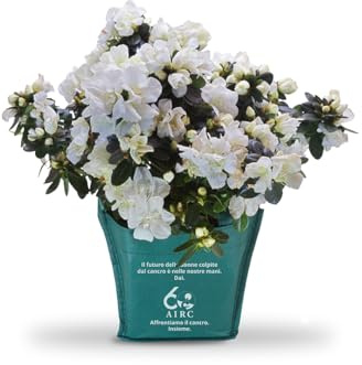 AIRC Azalea della Ricerca (con donazione aggiuntiva 8€)