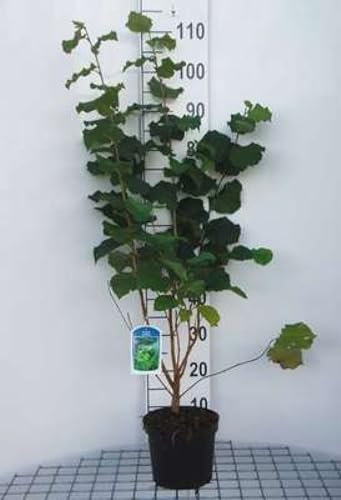 Corylus avellana - Gemeine Hasel - Haselnussstrauch 60-80 cm Container