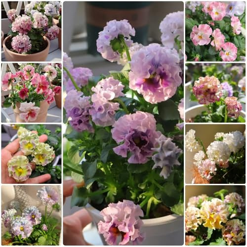 Semi di violetta cornuta - resistenti per il giardino Viola cornuta - semi di appartamento rare resistenti per balconi decorazione soggiorno 400pcs