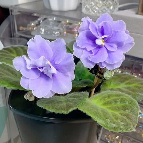 usambaraveilchen wildblumen 150samen x Dekoration Seltene