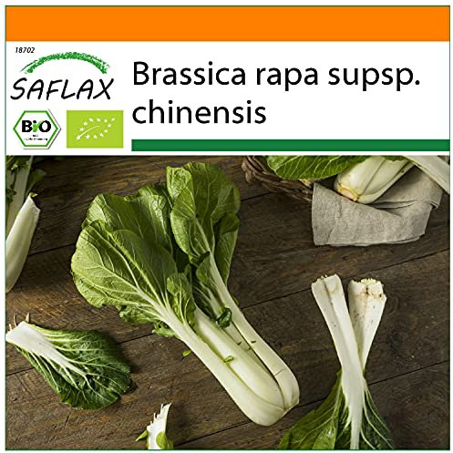 SAFLAX - Garden in The Bag - Organic - Chinese Mustard Cabbage - Pak Choi - 300 Seeds - with Cultivation Substrate in an Easy to Handle Stand up Bag. - Brassica rapa supsp. chinensis