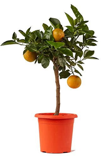 Citrusfrukter växter ORANCE träd - CITRUS ORANGE -Ø 20 CM - H 80 CM