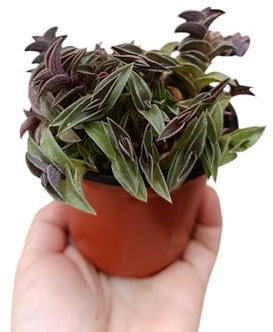 Tradescantia navicularis pianta da giardino erba miseria vaso 10 cm