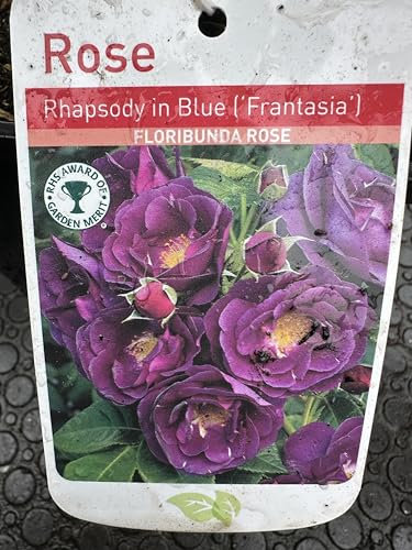 Garthwaite Nurseries Rhapsody in Blue Floribunda Rose, 2 Litre Potted Plant, Purple Multi-Coloured Blooms, Outdoor