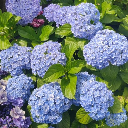 Semi di ortensia - Vecchie varietà resistenti balcone con interna raro arredamento del soggiorno Giardino roccioso, per il pieno sole 20pcs