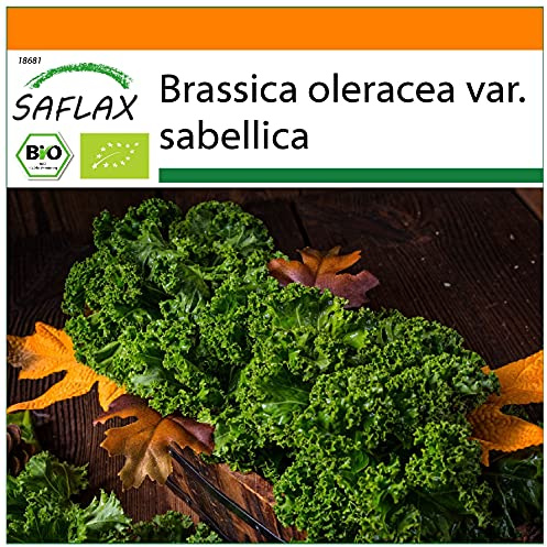 SAFLAX - BIO - Grünkohl - Westland Winter - 70 Samen - Brassica oleracea