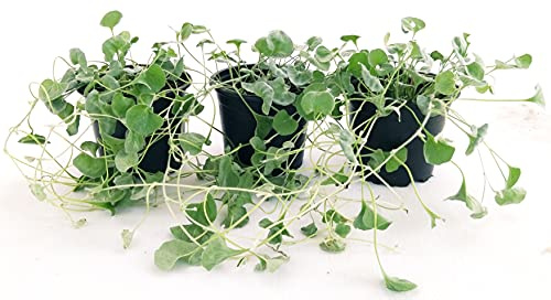 POWERS TO FLOWERS - DICONDRA, DICHONDRA ARGENTEA, 3 PIANTE, VASO 12CM, Piante vere